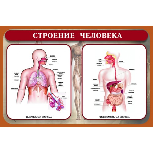 Структура человека. Плакат строение человека. Плакат строение человека медицинский. Анатомия человека стенд. Плакат строение человека для школьников.